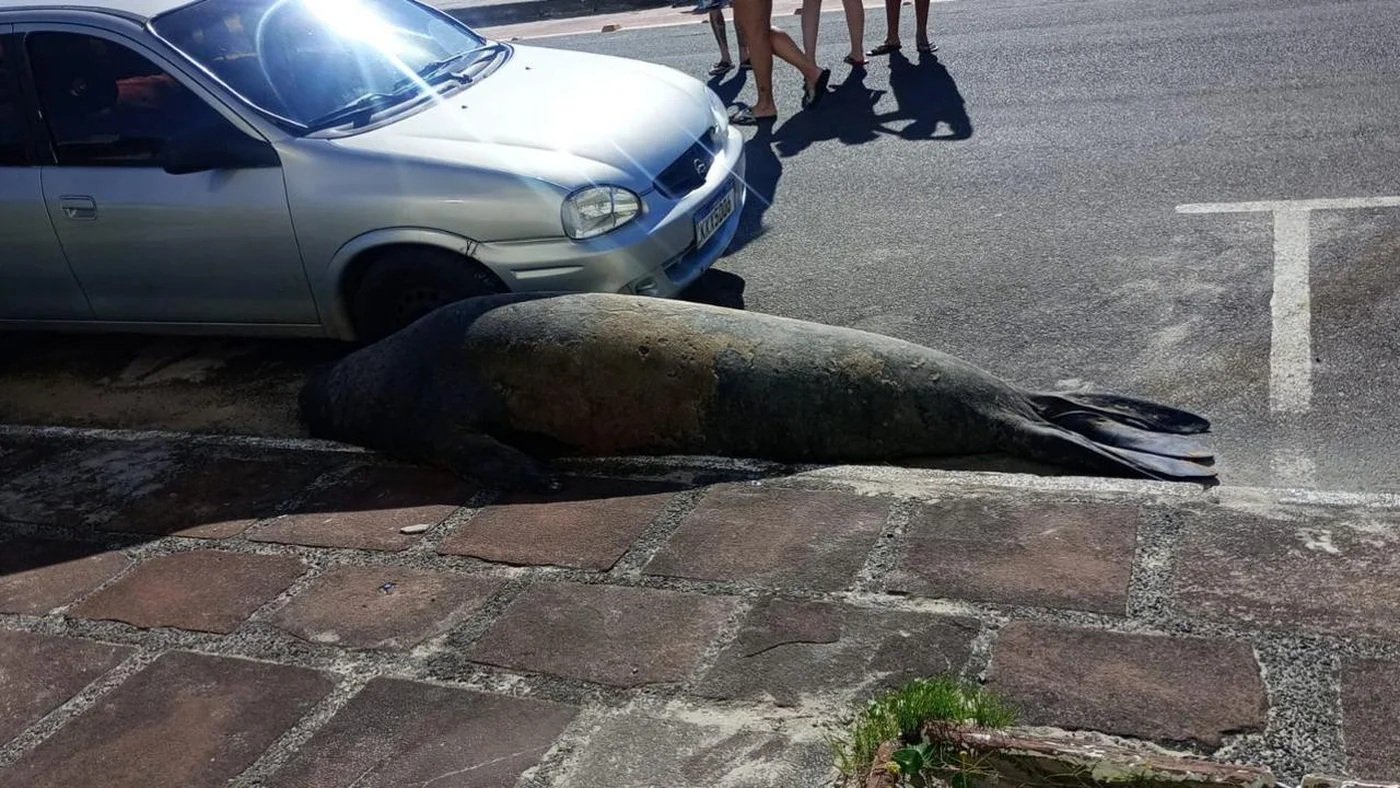 Elefante-marinho chama atenção dos veranistas Tramandaí