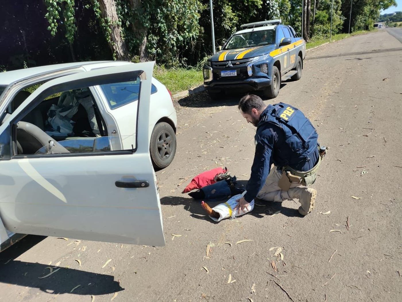 Galos de rinha vítimas de maus-tratos são resgatados em Erechim