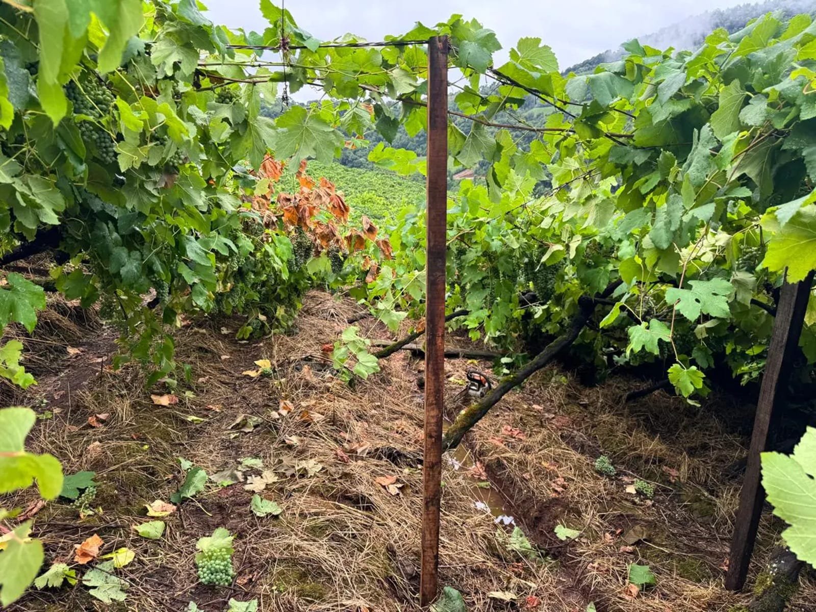 Chuva forte afeta cerca de 20 hectares parreirais em Bento Gonçalves 2 Chuva forte afeta cerca de 20 hectares parreirais em Bento Gonçalves
