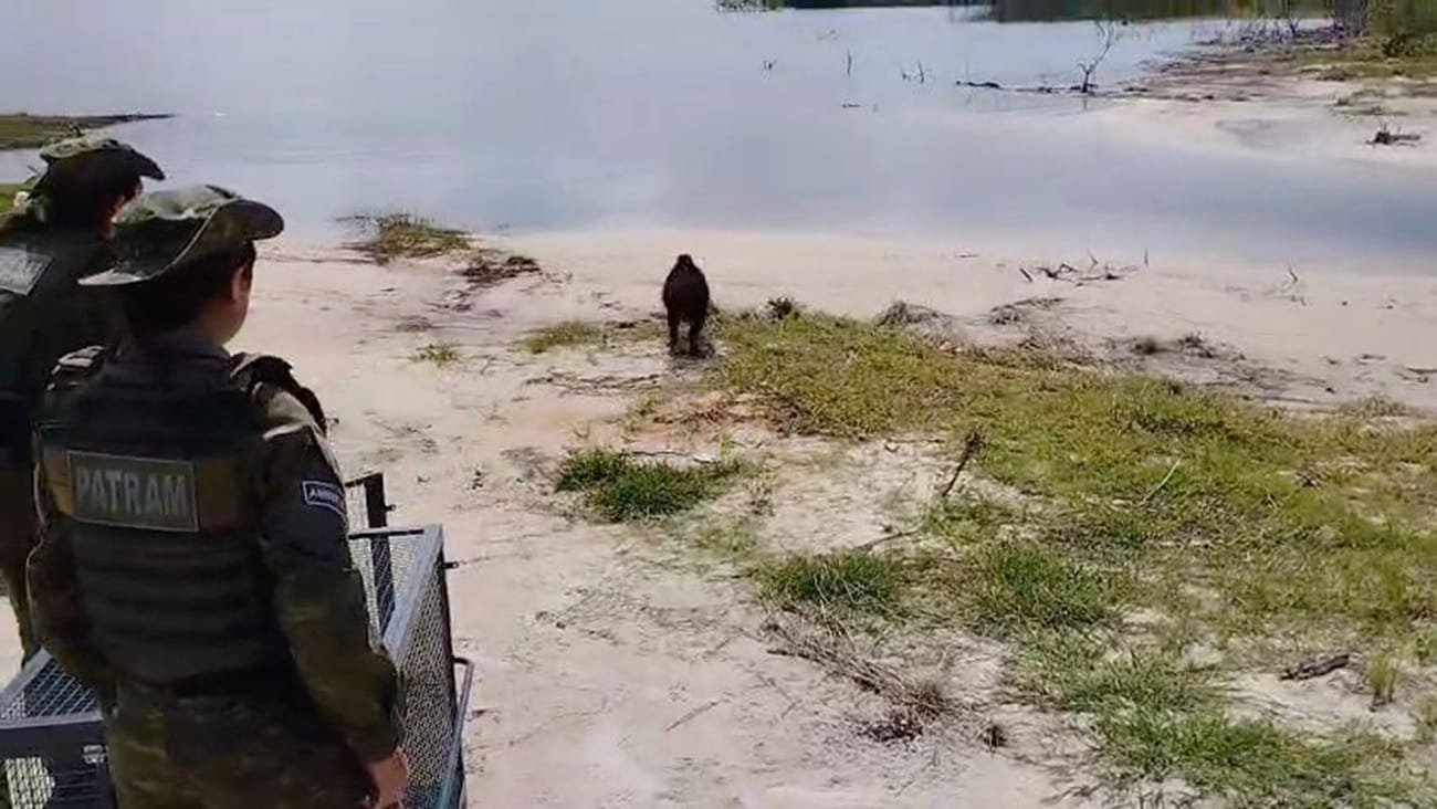 Brigada Militar resgata  capivara em Osório