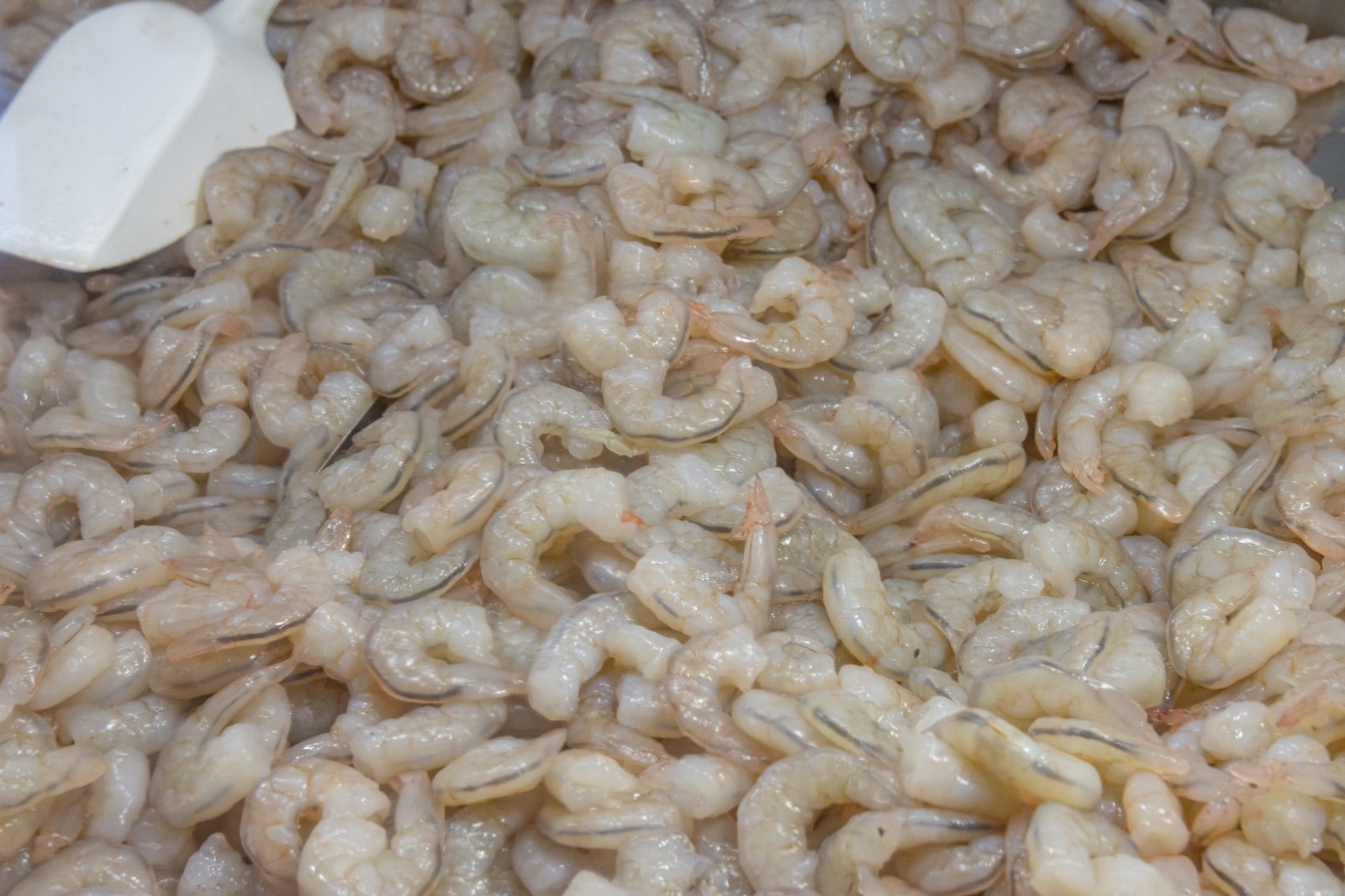 Baixa expectativa para safra de camarão preocupa pescadores da Região Sul do RS