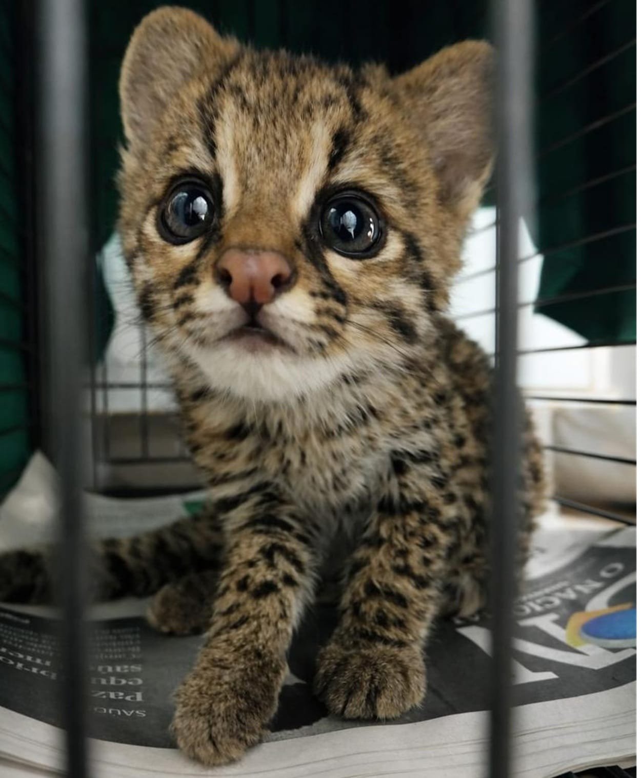 Brigada Militar resgata filhote de gato-do-mato na Região Norte do RS