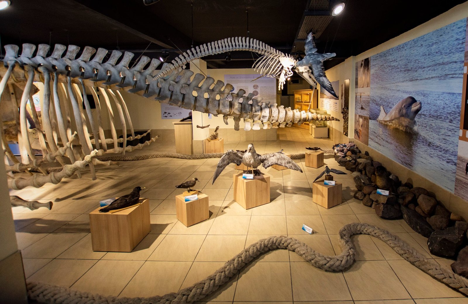 Museu de Ciências Naturais da UFRGS anuncia reabertura em Imbé 