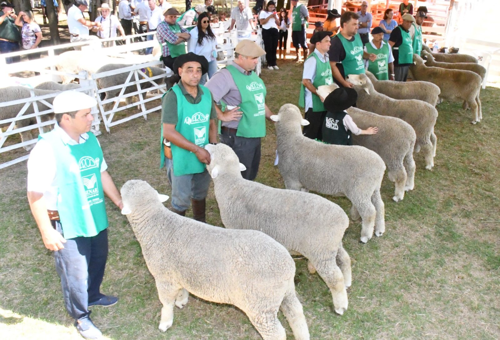 Feiras de verão reforçam momento de retomada e investimento da ovinocultura gaúcha 2 Feiras de verão reforçam momento de retomada e investimento da ovinocultura gaúcha