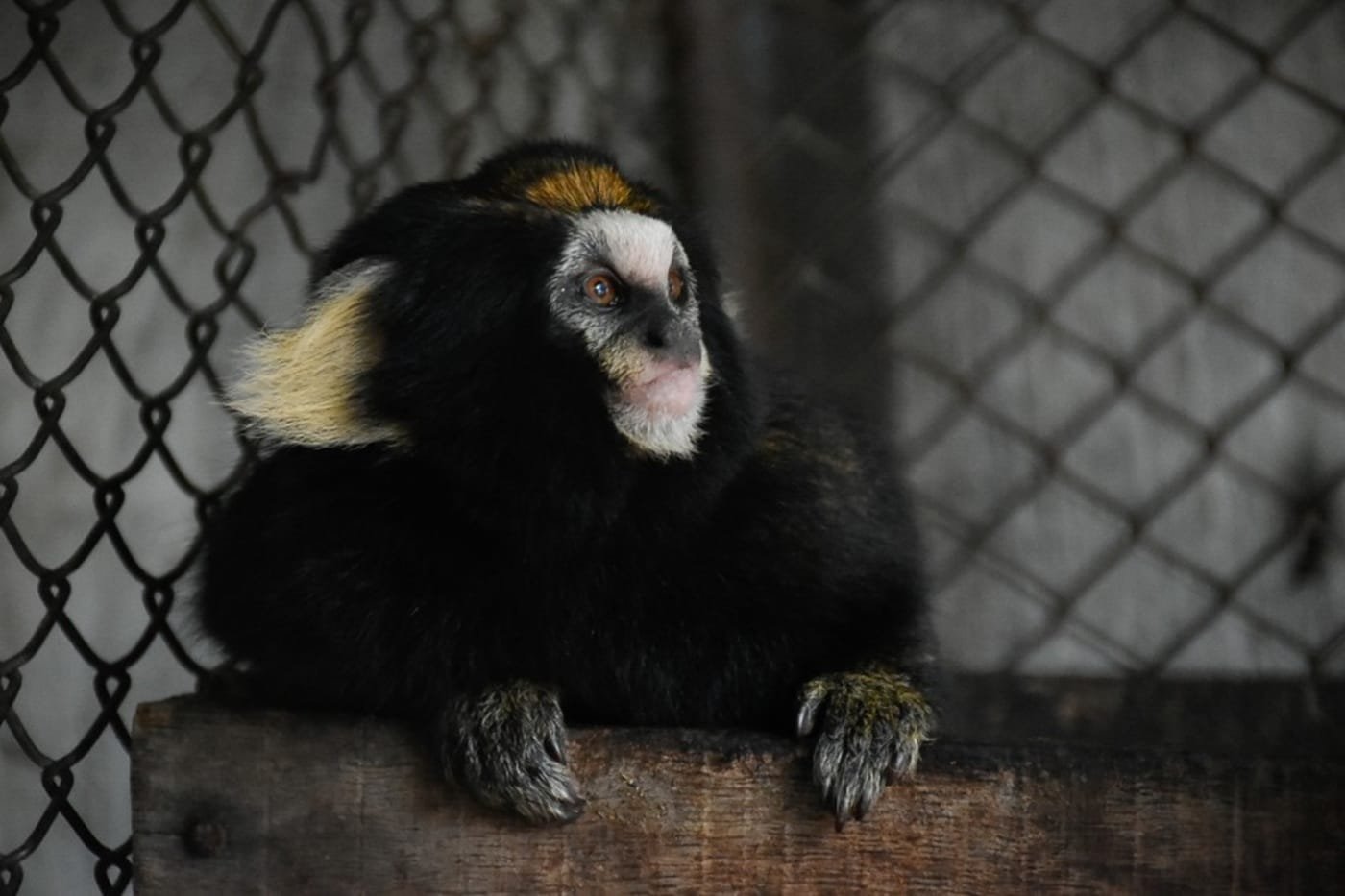 Zoológico de Sapucaia do Sul recebe uma das espécies de primatas mais raras do país 5 Zoológico de Sapucaia do Sul recebe uma das espécies de primatas mais raras do país