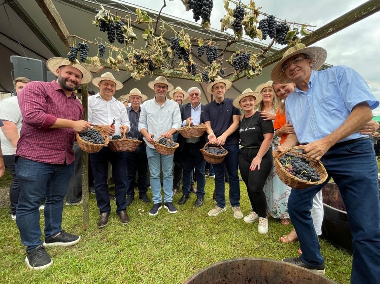 Colheita da uva é aberta no RS com expectativa de boa safra em 2026