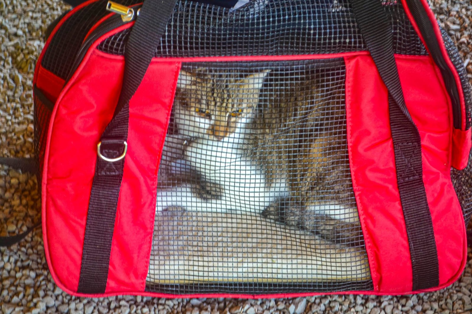 Unidade Móvel de Saúde Animal fará ação exclusiva para gatos em Porto Alegre 2 Unidade Móvel de Saúde Animal fará ação exclusiva para gatos em Porto Alegre