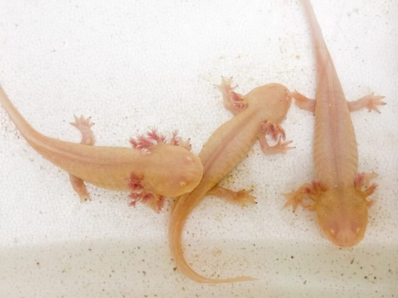 Zoológico de Sapucaia do Sul recebe axolotes resgatados em operação contra o tráfico de animais 2 Zoológico de Sapucaia do Sul recebe axolotes resgatados em operação contra o tráfico de animais