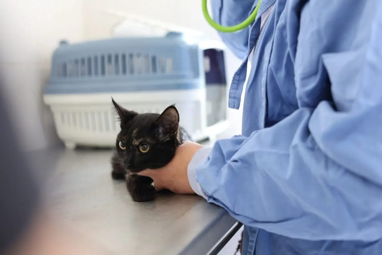 Prefeitura de Alvorada amplia consultas e castrações na Unidade de Saúde Animal