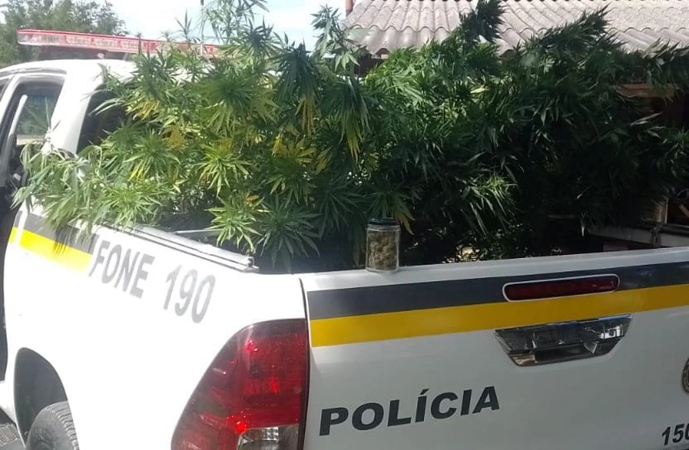 Equipe da Brigada Militar encontra plantação de maconha na Região da Campanha 1 maconha
