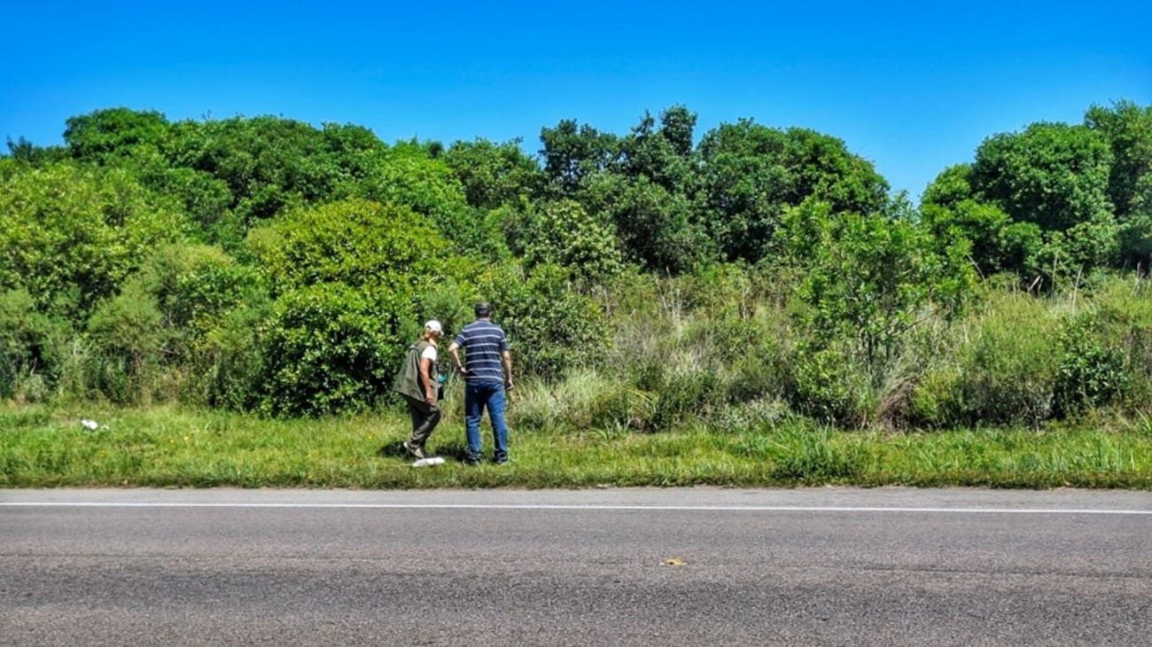 Secretaria da Agricultura monitora abelhas em 9 cidades do RS para evitar espécie invasora