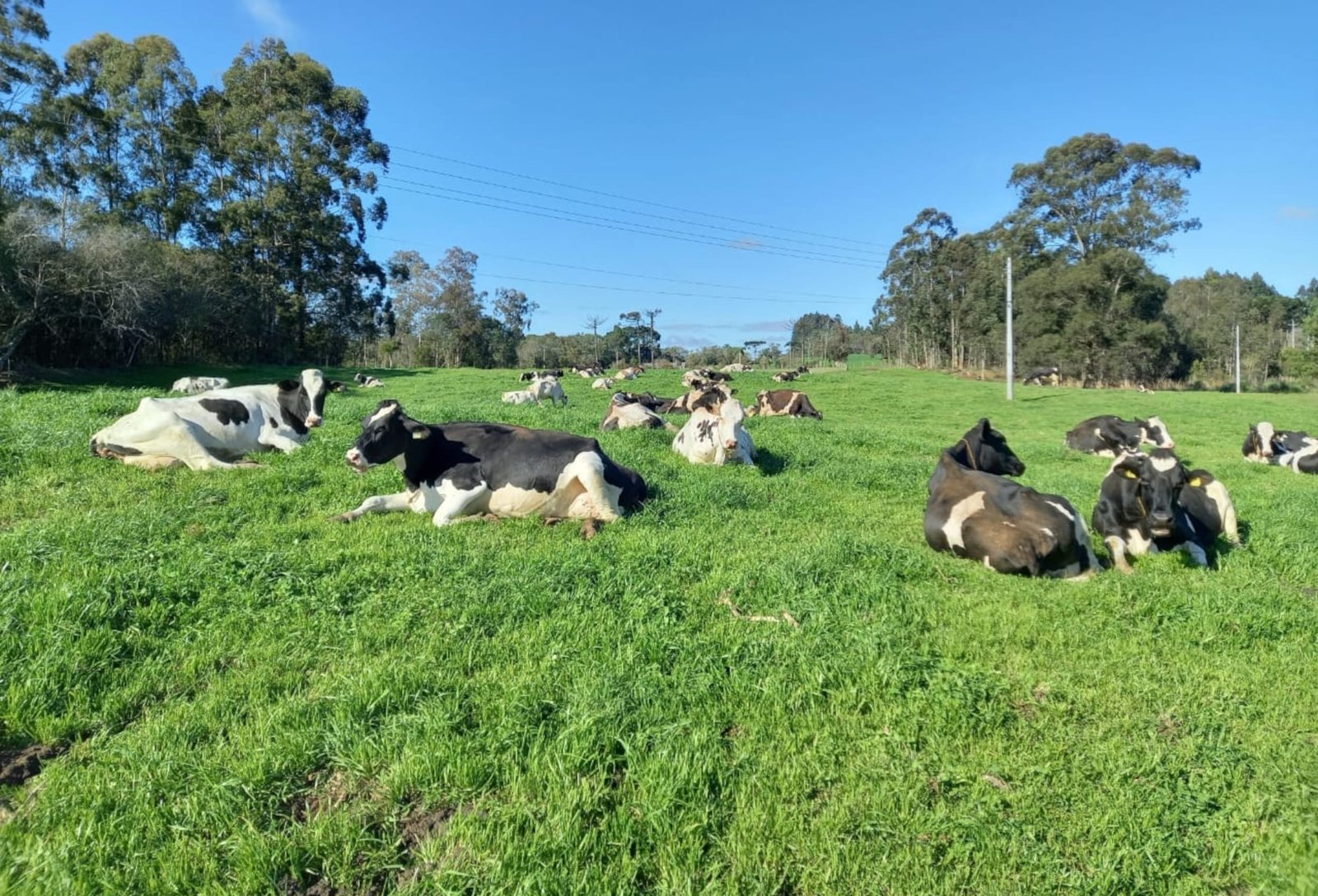 Vacas de alta produção leiteira exigem manejo específico para enfrentar o verão 3 Vacas de alta produção leiteira exigem manejo específico para enfrentar o verão