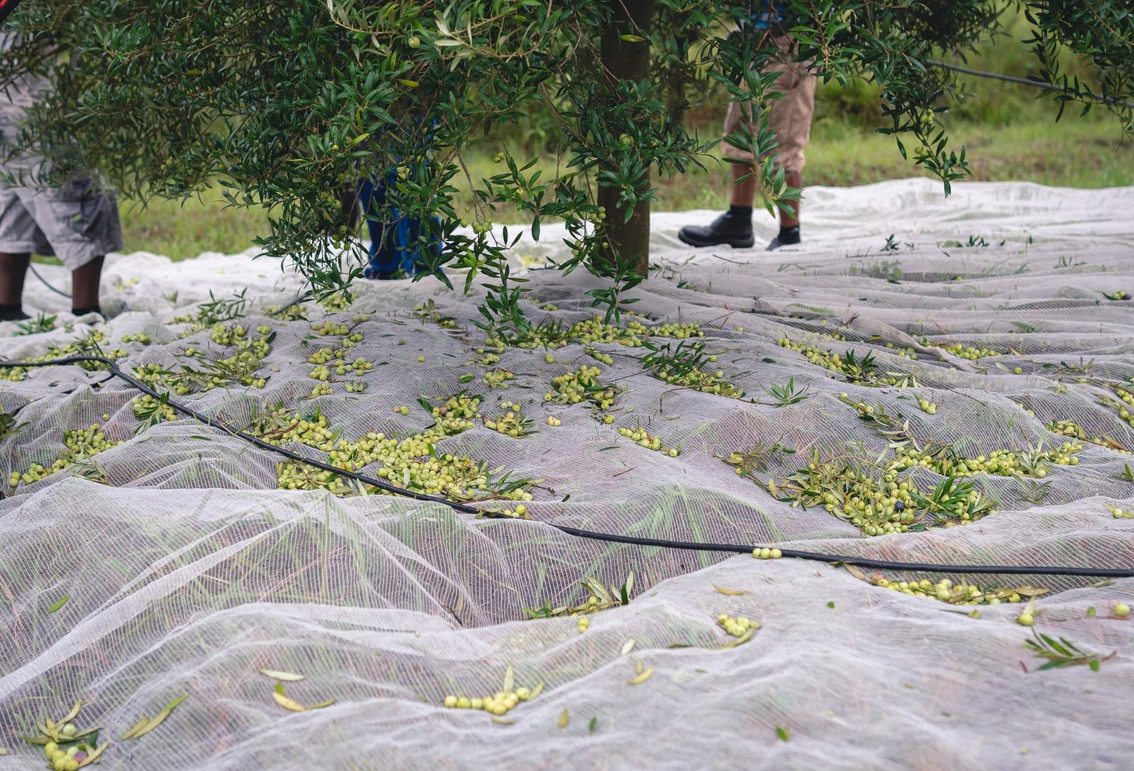 Produção de azeite de oliva chega a 800 mil litros no RS