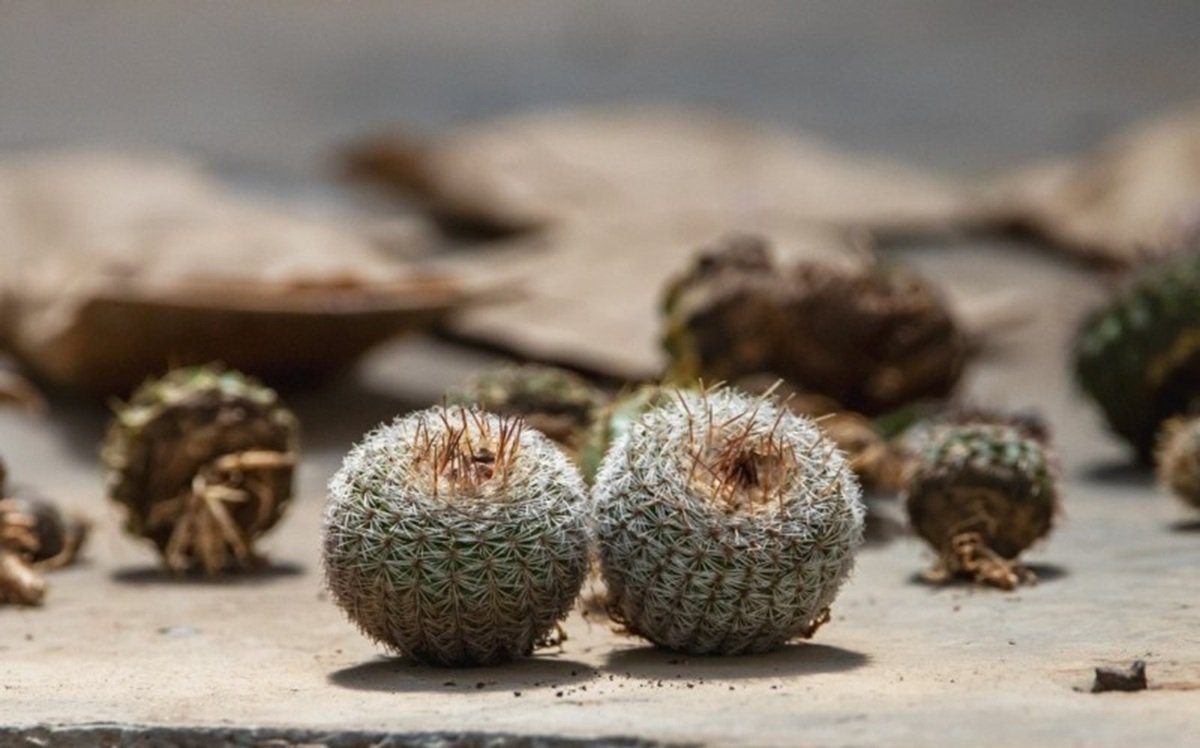 Jardim Botânico recebe cactos nativos do RS apreendidos em operação 2 Jardim Botânico recebe cactos nativos do RS apreendidos em operação
