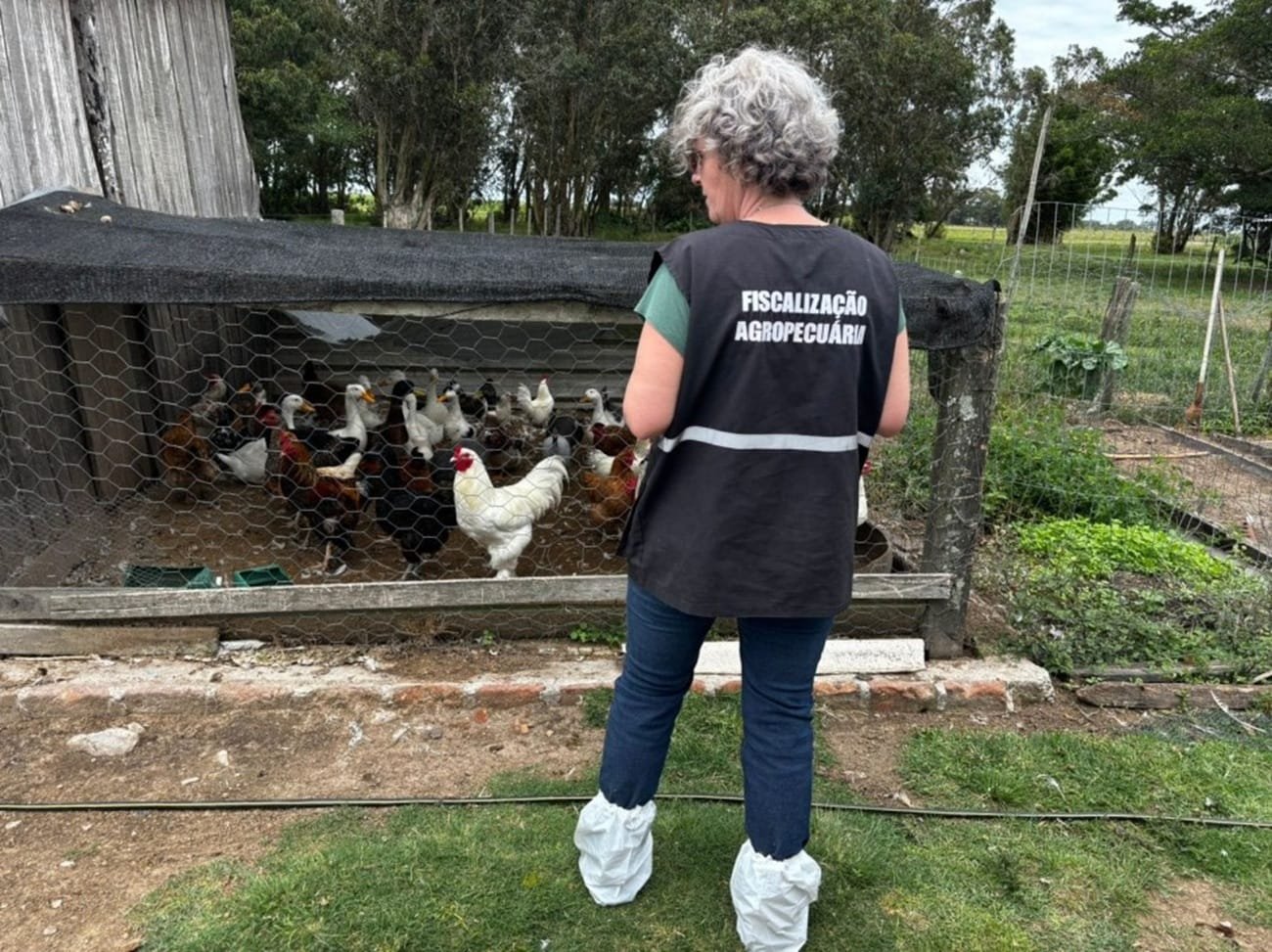 Vistorias são realizadas entorno do foco de gripe aviária em Santa Vitória do Palmar