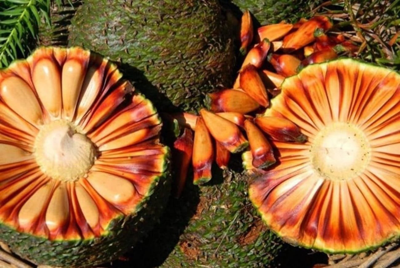 Safra começa com menos pinhão no RS