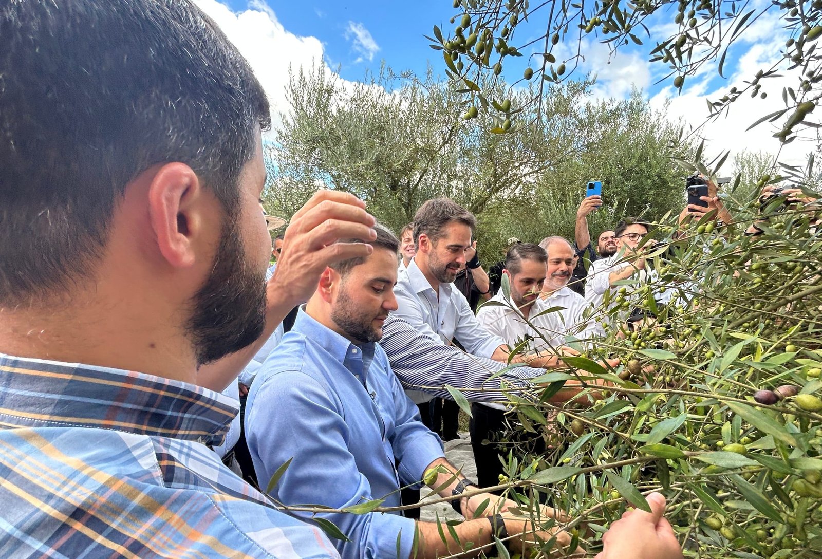 Abertura da colheita confirma expectativa de safra recorde de azeite de oliva no RS