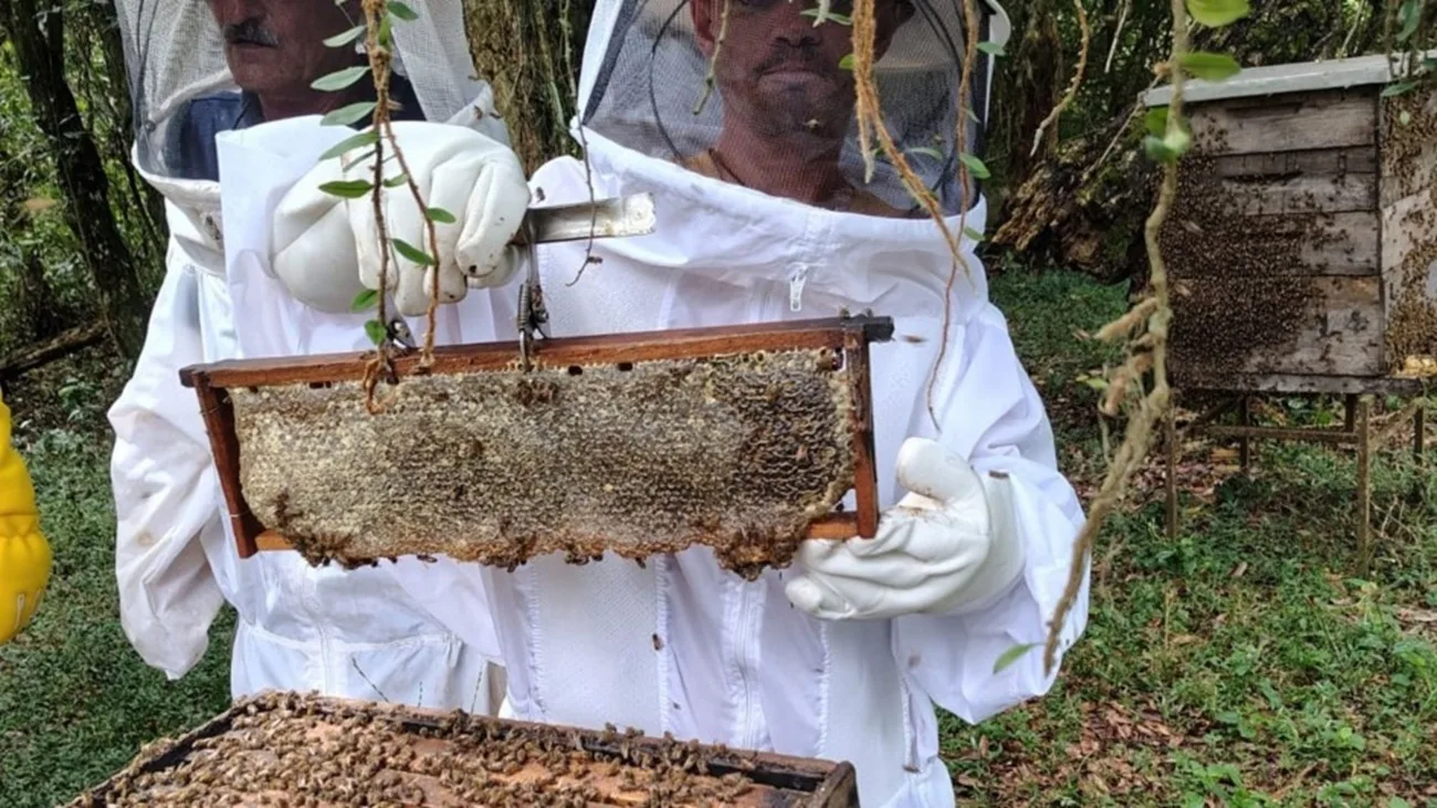 Colheita de mel no RS se aproxima do final