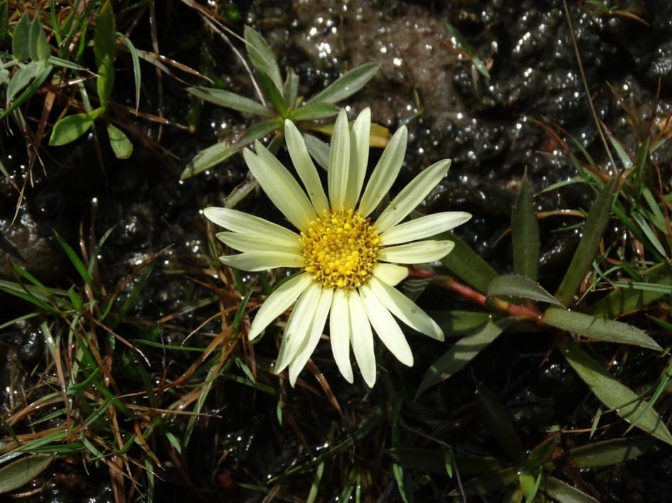 Espécie de planta rara é descoberta no RS 2 planta rara