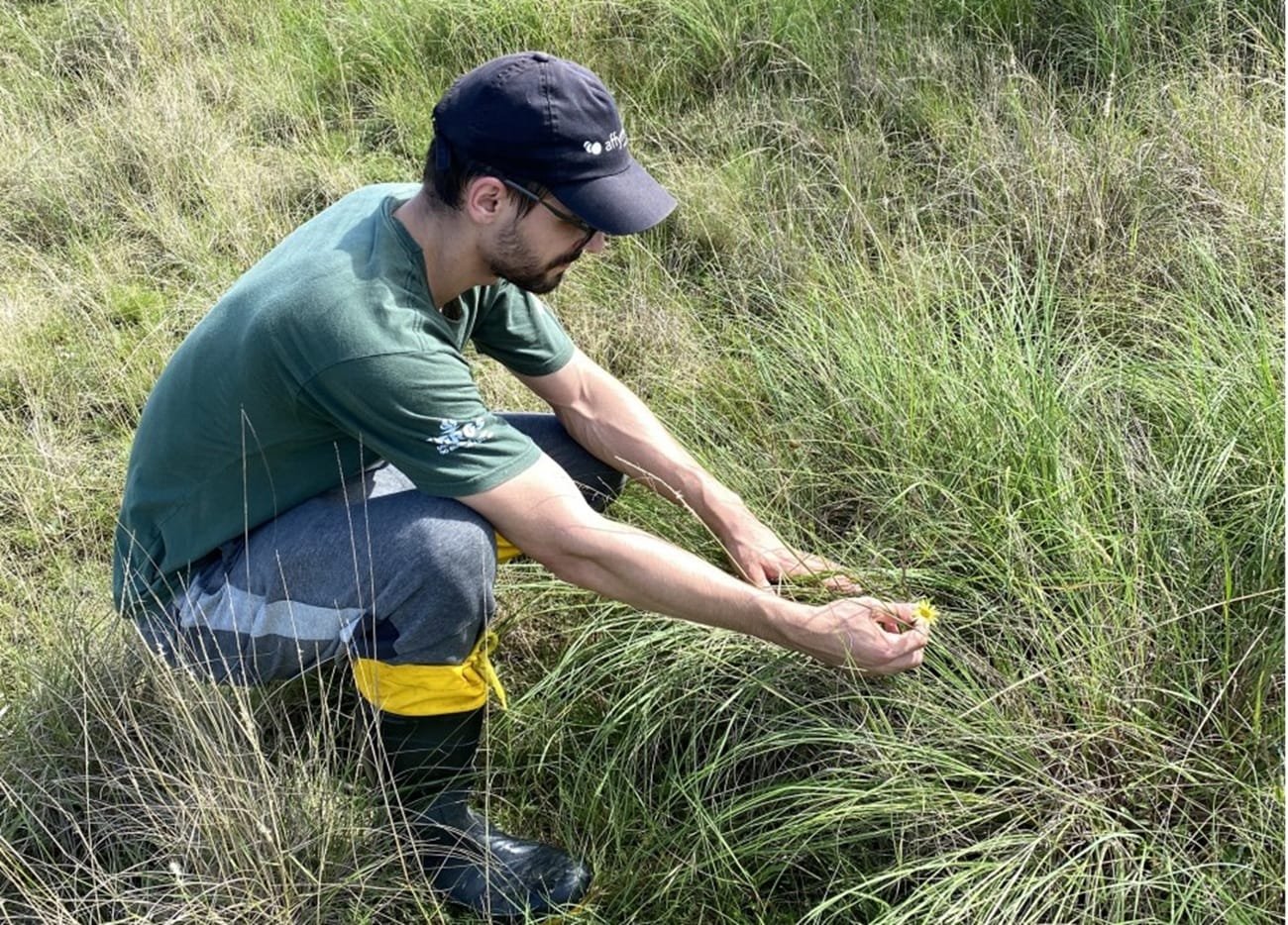 Espécie de planta rara é descoberta no RS