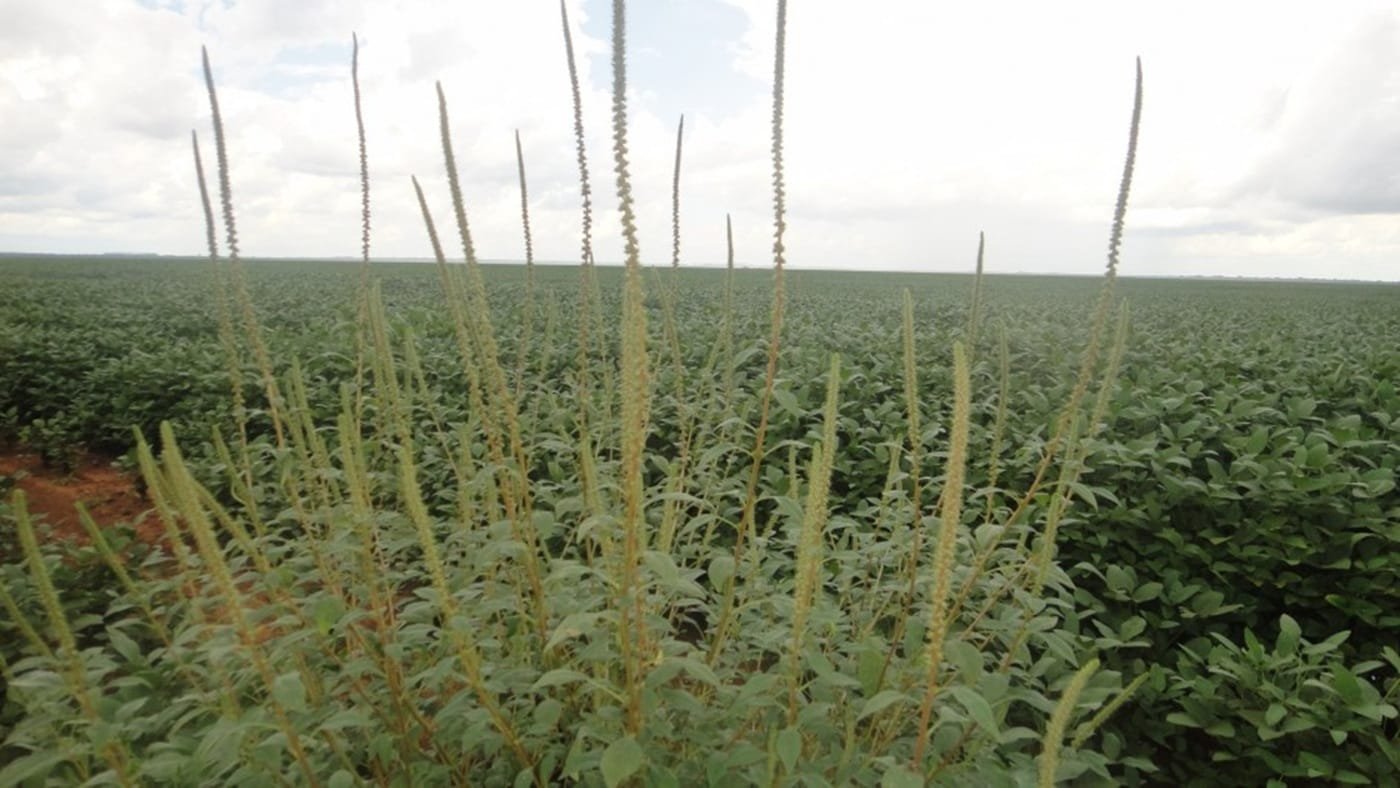 Força-tarefa alerta sobre riscos da praga caruru-gigante