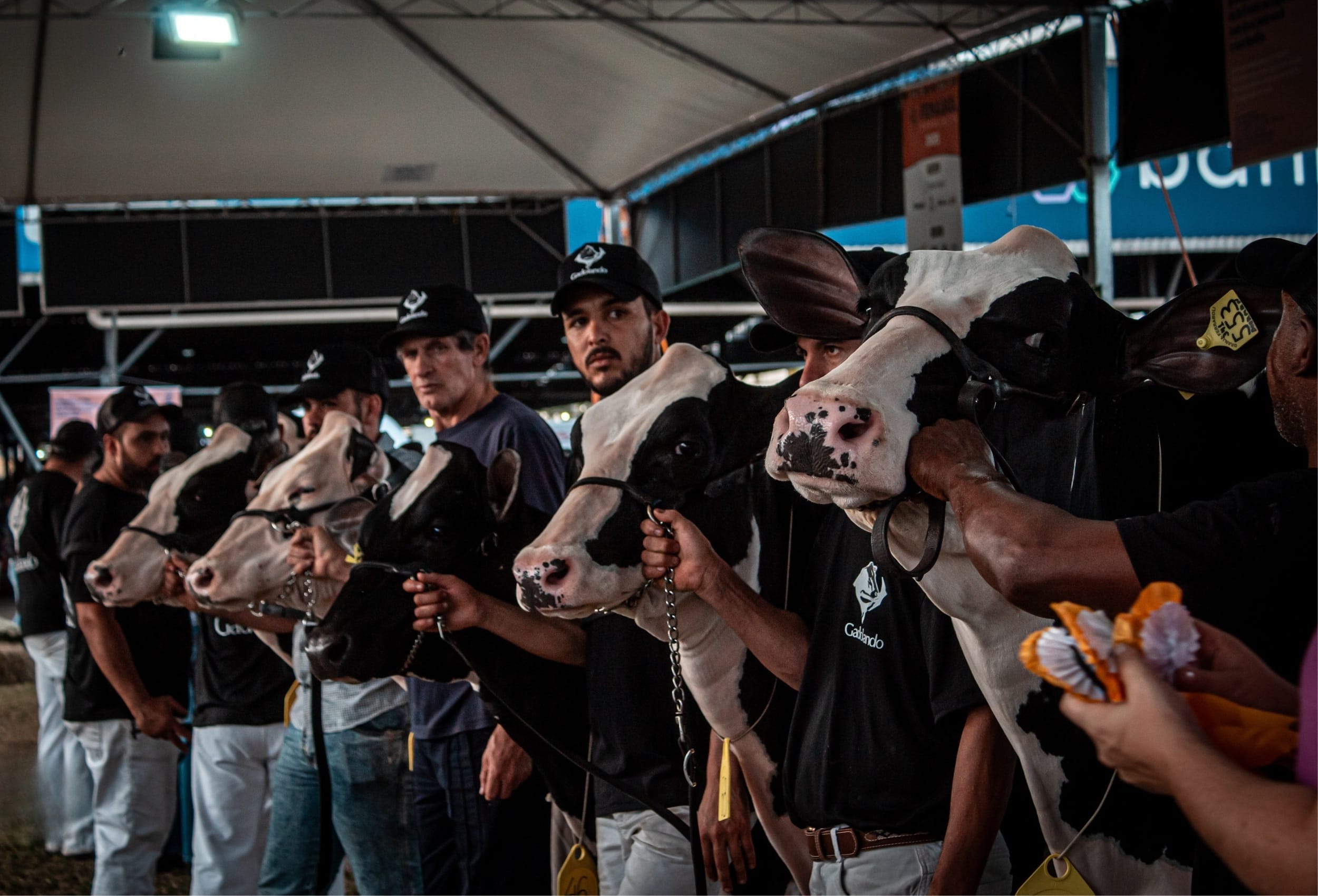 Raça holandesa concentra programação da Fenasul Expoleite em Esteio