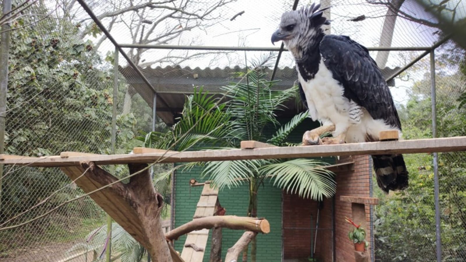 Adoção de alimento: Zoológico de Sapucaia do Sul terá ingresso solidário