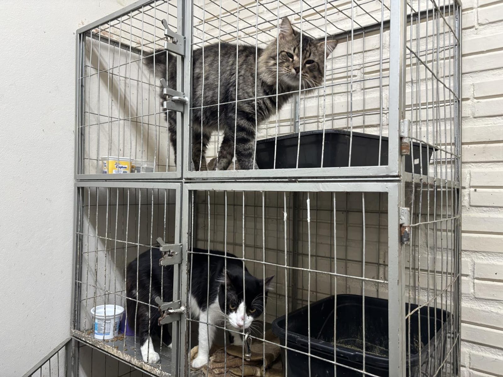 Com 82 casos confirmados, Estância Velha faz alerta sobre doença transmitida por gatos