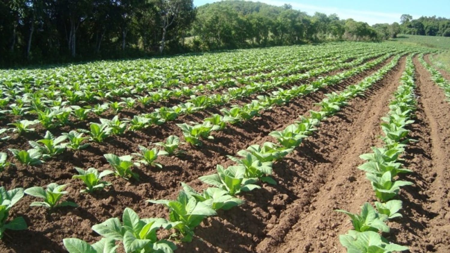 Produtores prometem protesto em Santa Cruz do Sul após impasse sobre preço do tabaco 2 Produtores prometem protesto em Santa Cruz do Sul após impasse sobre preço do tabaco