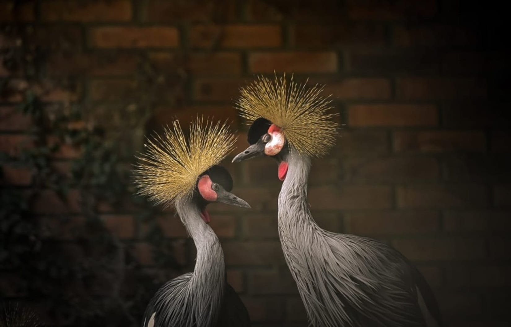 Resgatados: Grous-coroados ameaçados de extinção chegam ao Zoológico de Sapucaia do Sul