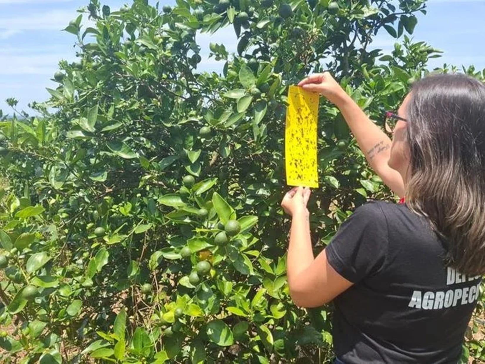 Doença sem cura que destrói pomares de citros é confirmada pela primeira vez no RS