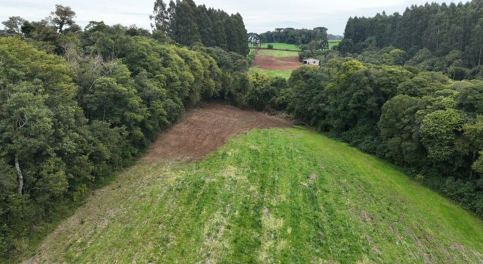 Flagrante em Marau: Brigada Militar descobre desmatamento de Mata Atlântica com ajuda de tecnologia 2 Flagrante em Marau: Brigada Militar descobre desmatamento de Mata Atlântica com ajuda de tecnologia