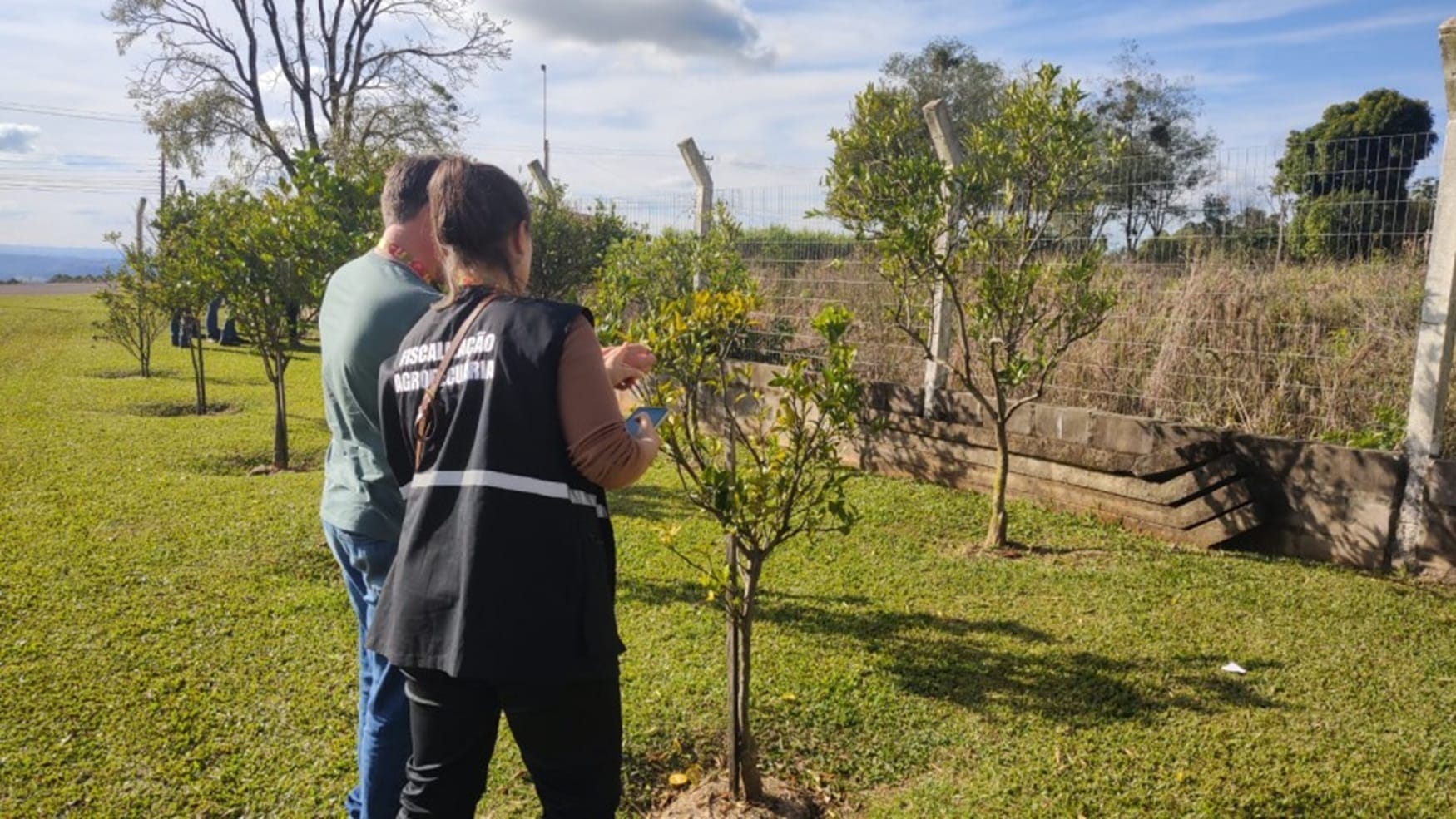Alerta na citricultura: O que está acontecendo após a confirmação do greening no RS 3 Alerta na citricultura: O que está acontecendo após a confirmação do greening no RS