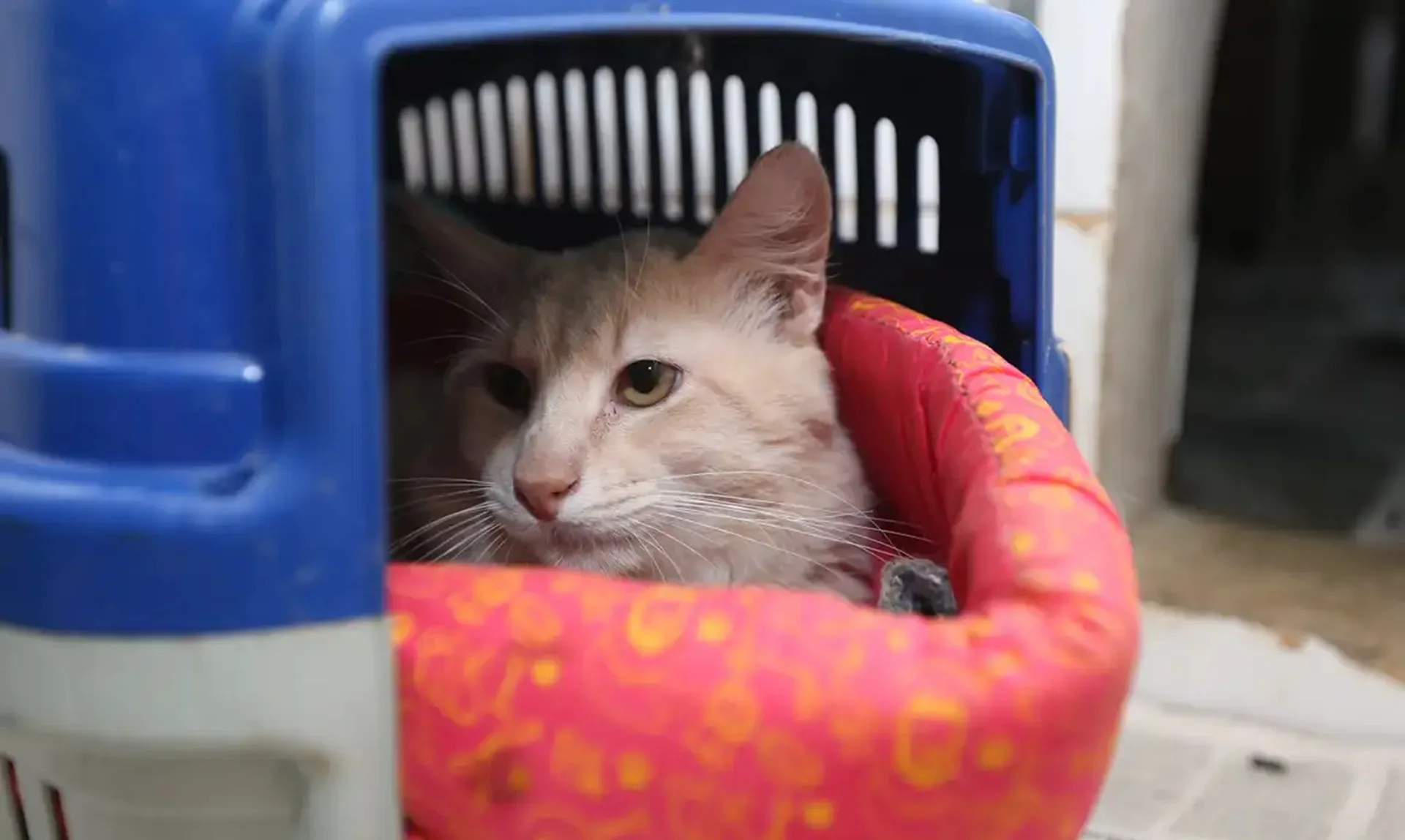 Exposição de gatos volta a Porto Alegre, com cerca de 80 animais de diferentes raças