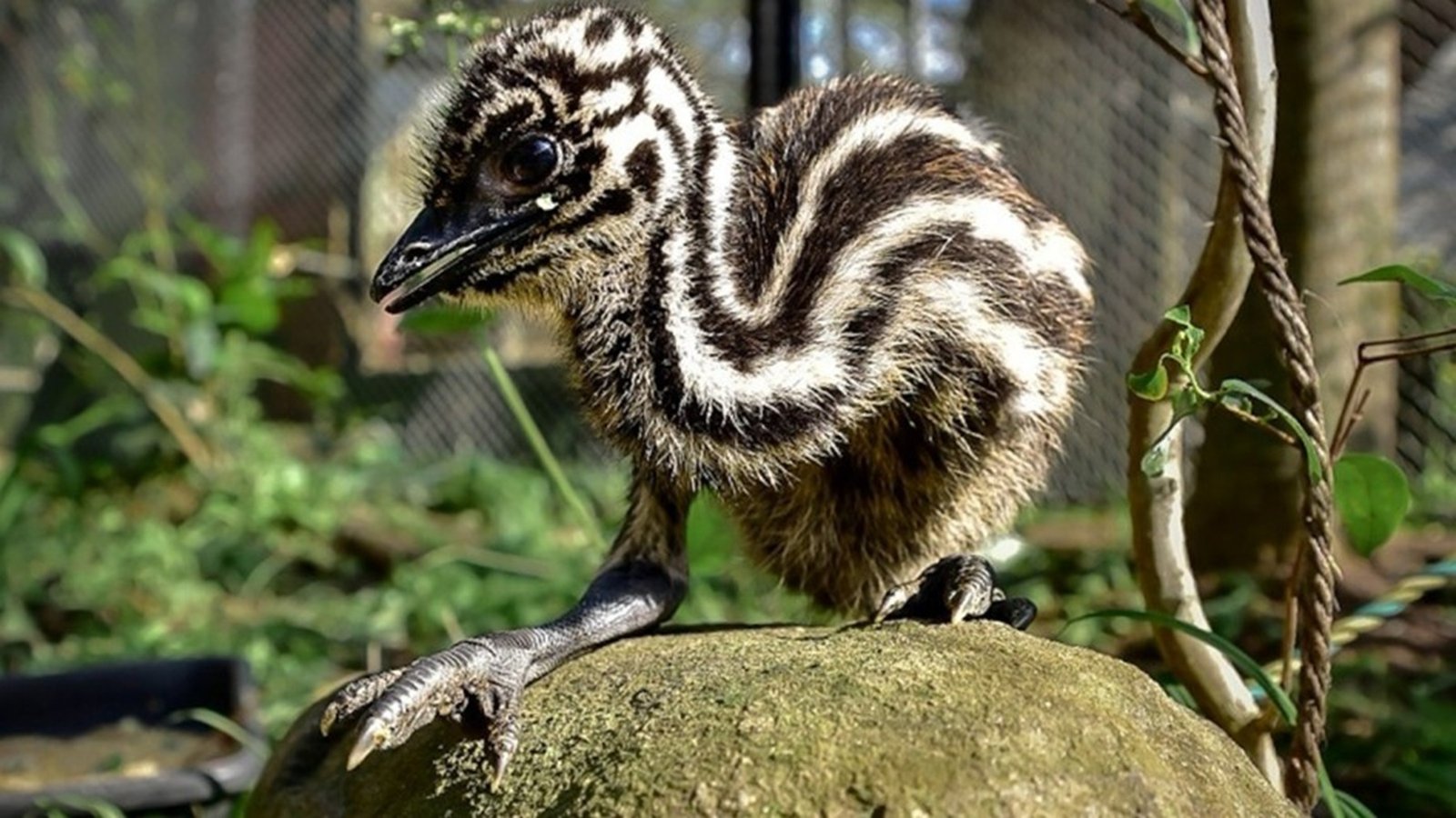 O novo e curioso morador que acaba de nascer no Zoológico de Sapucaia e você já pode visitar