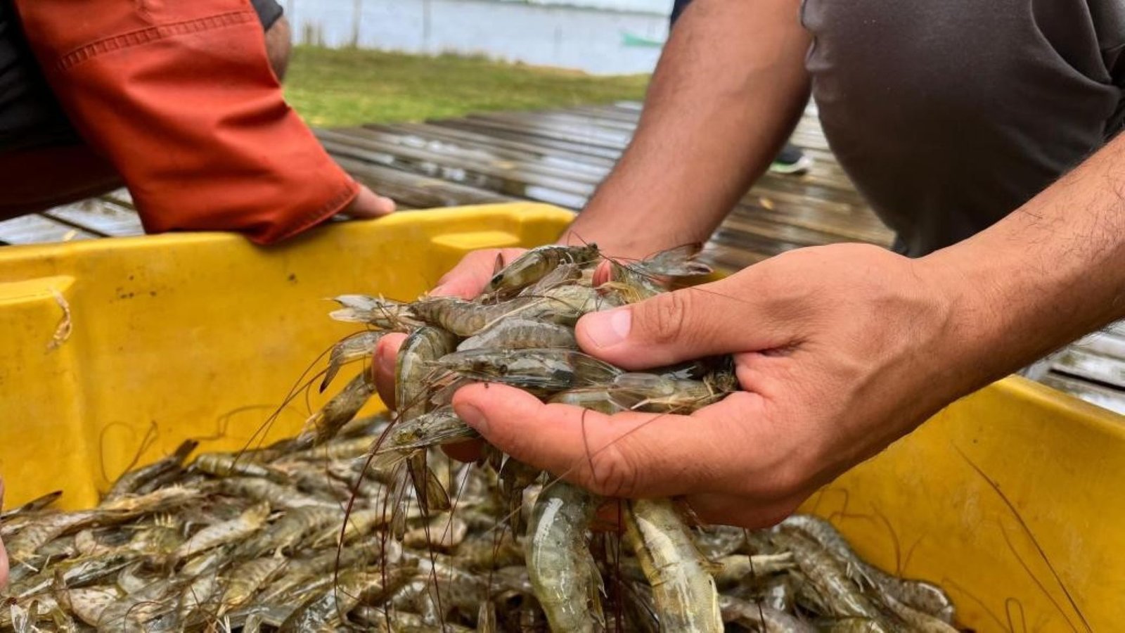 Rio Grande aprova nova lei que vai transformar a economia e o setor da pesca na região 2 Rio Grande aprova nova lei que vai transformar a economia e o setor da pesca na região