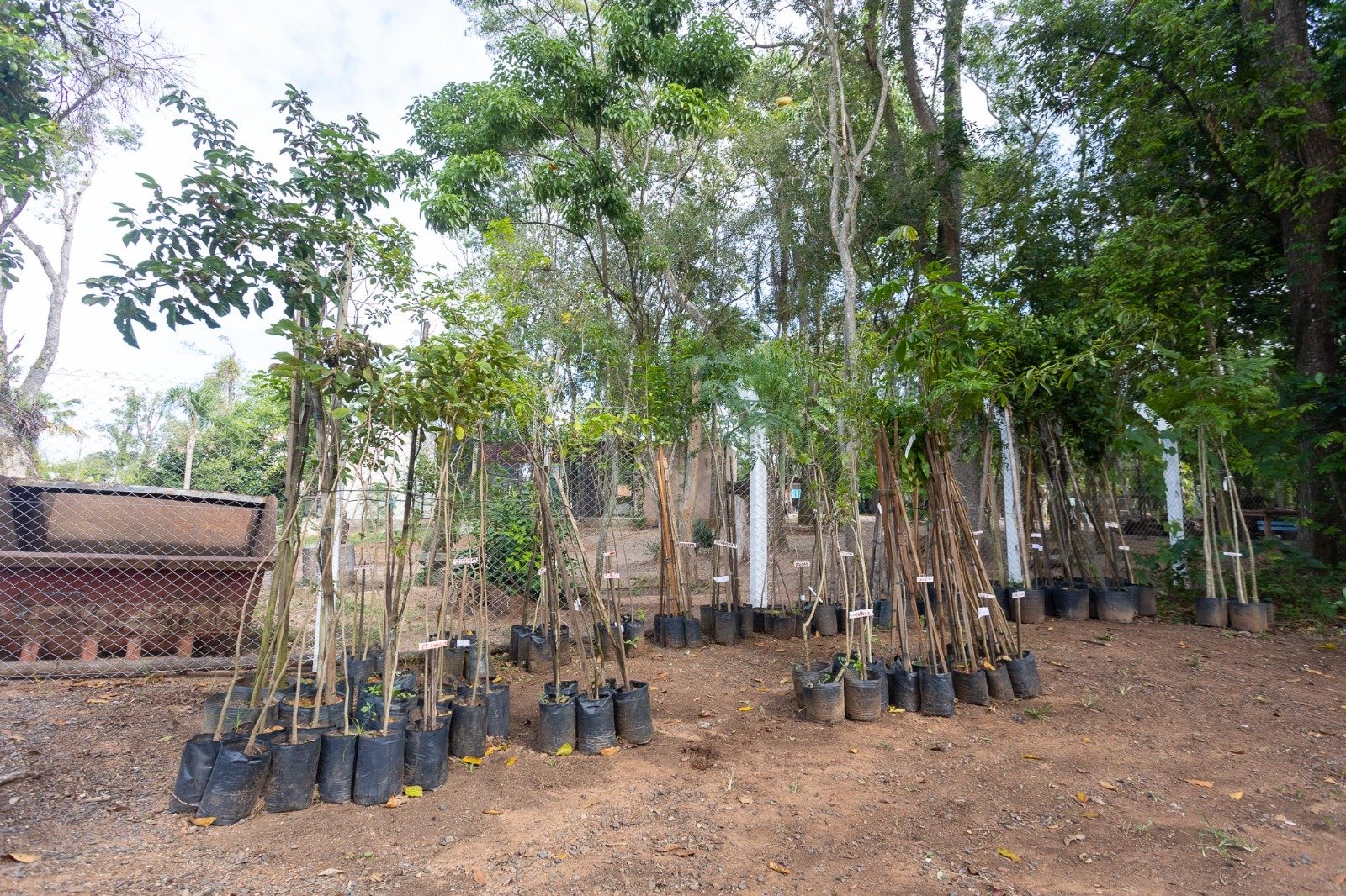 Prefeitura disponibiliza mudas nativas e frutíferas gratuitamente em Canoas