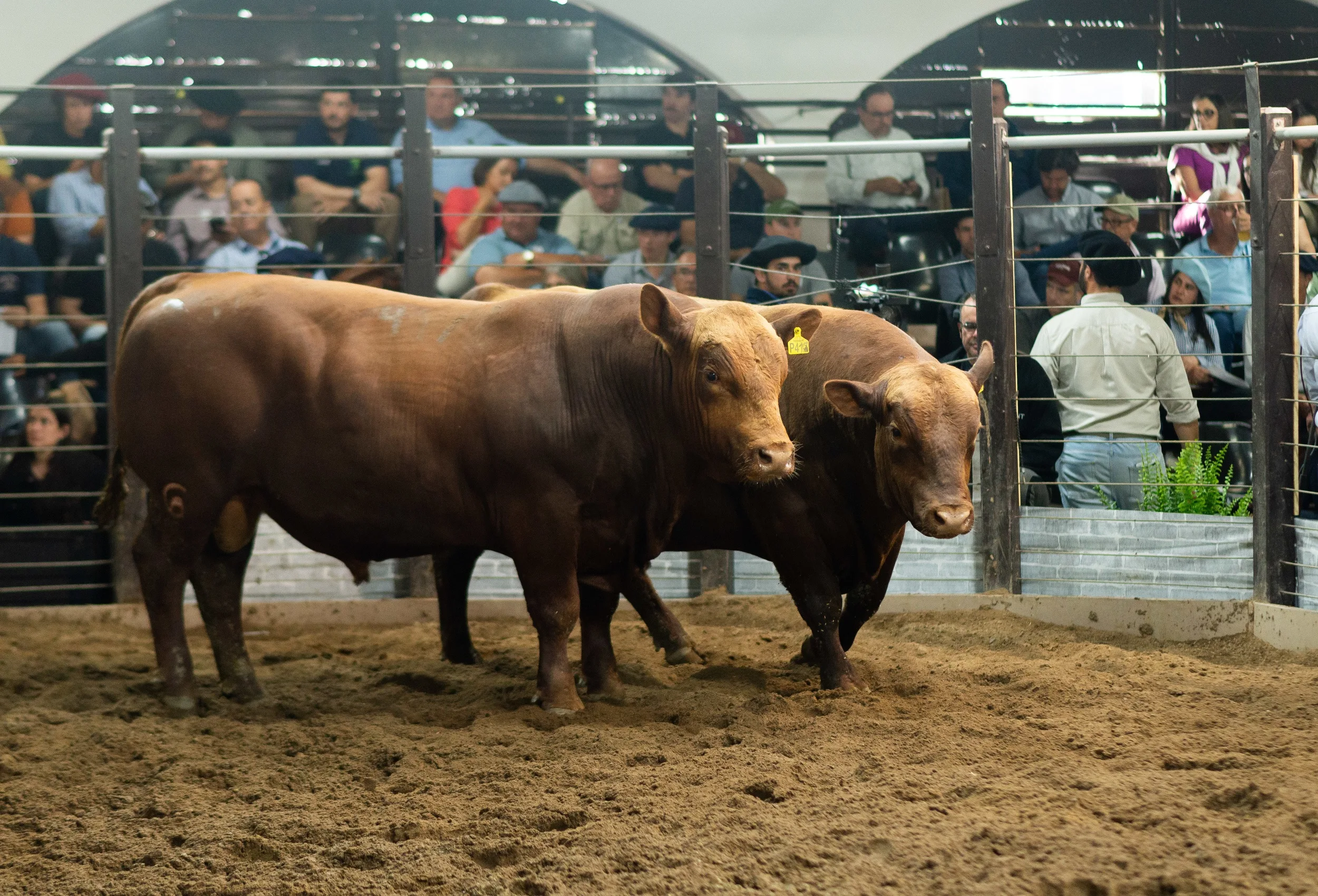 Mercado aquecido na pecuária eleva expectativa de negócios para Farm Show em Dom Pedrito 4 Mercado aquecido na pecuária eleva expectativa de negócios para Farm Show em Dom Pedrito