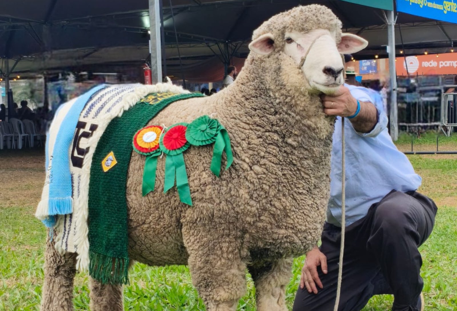 Corriedale campeão é vendido por R$ 52 mil e se torna o ovino mais valorizado da Expointer 2 Corriedale campeão é vendido por R$ 52 mil e se torna o ovino mais valorizado da Expointer