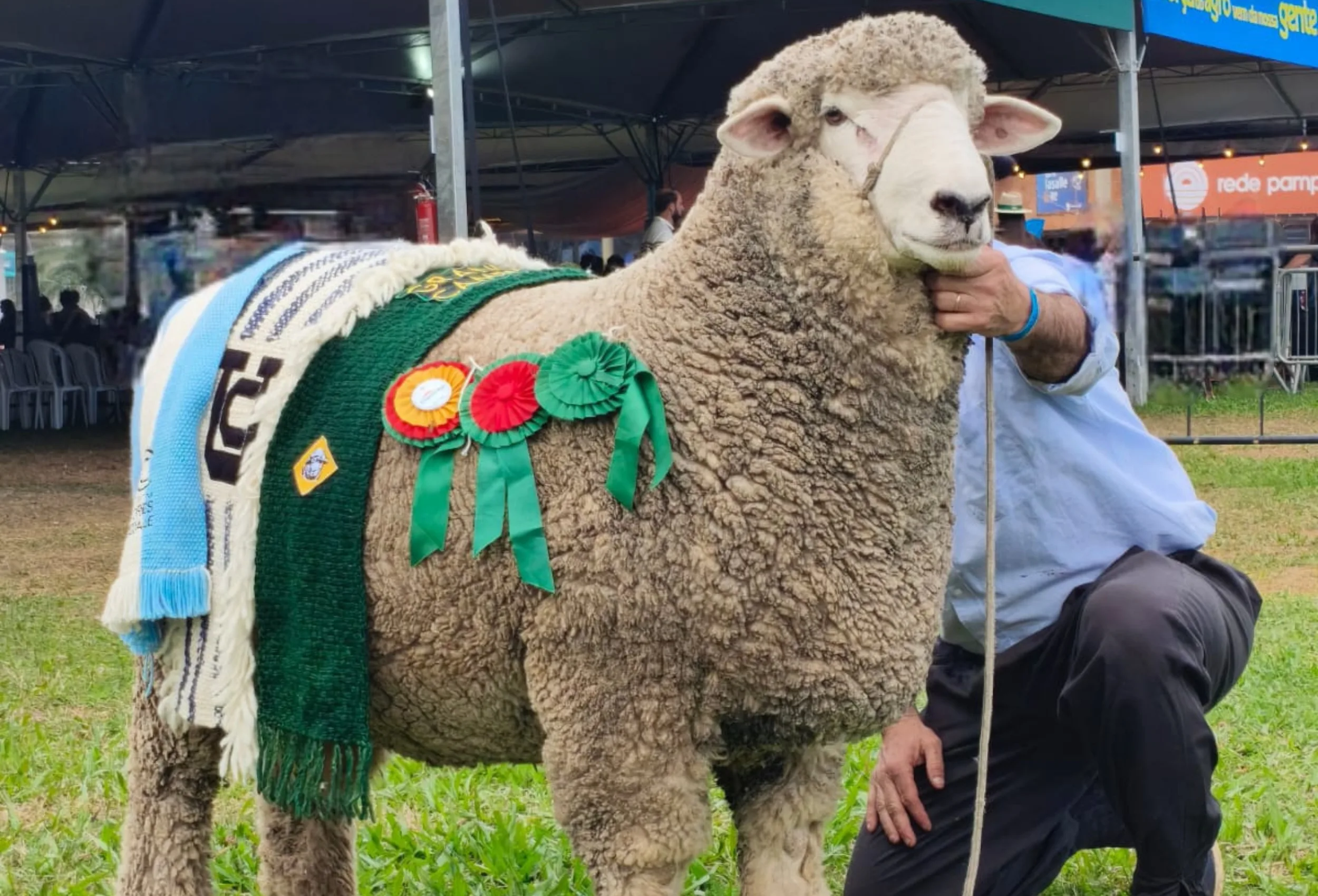 Corriedale campeão é vendido por R$ 52 mil e se torna o ovino mais valorizado da Expointer 3 Corriedale campeão é vendido por R$ 52 mil e se torna o ovino mais valorizado da Expointer