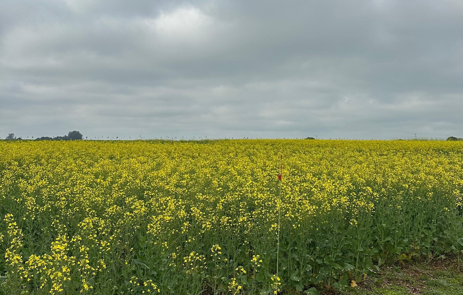 Canola ganha espaço nas lavouras no RS