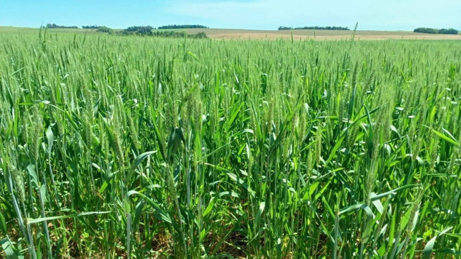 Safra: Trigo evolui de forma satisfatória no RS 1 trigo