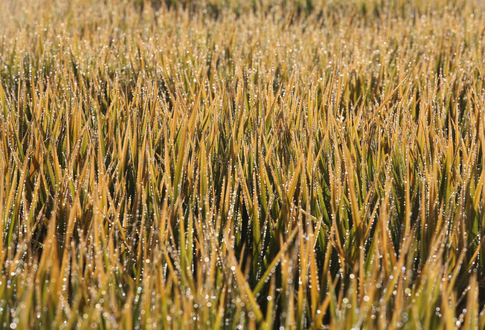Compras para exportação de arroz são retomadas no RS 3 Compras para exportação de arroz são retomadas no RS