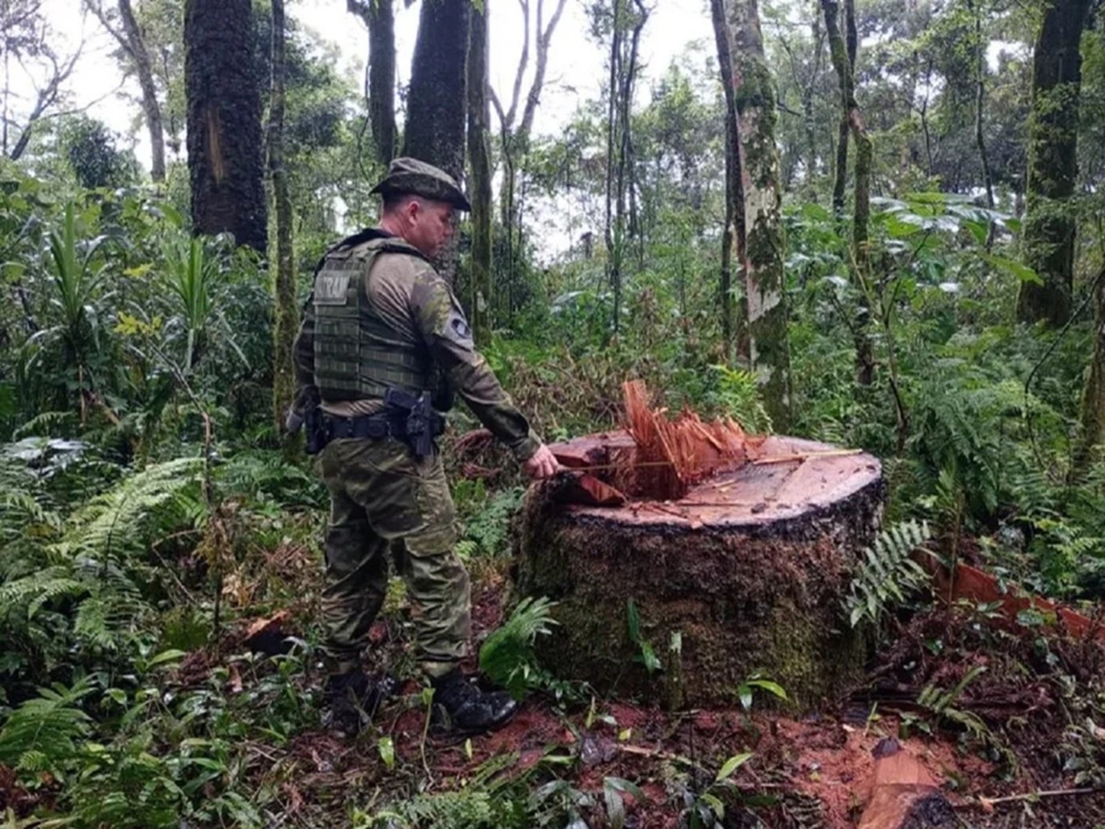 Operação flagra desmatamento ilegal em terra indígena no Norte do RS; 4 pessoas são presas 2 Operação flagra desmatamento ilegal em terra indígena no Norte do RS; 4 pessoas são presas