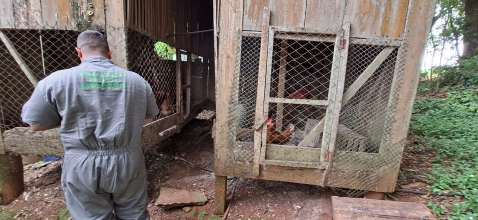 Gripe aviária: Secretária da Agricultura conclui vistorias e declara encerrado foco em Selbach 2 Gripe aviária: Secretária da Agricultura conclui vistorias e declara encerrado foco em Selbach