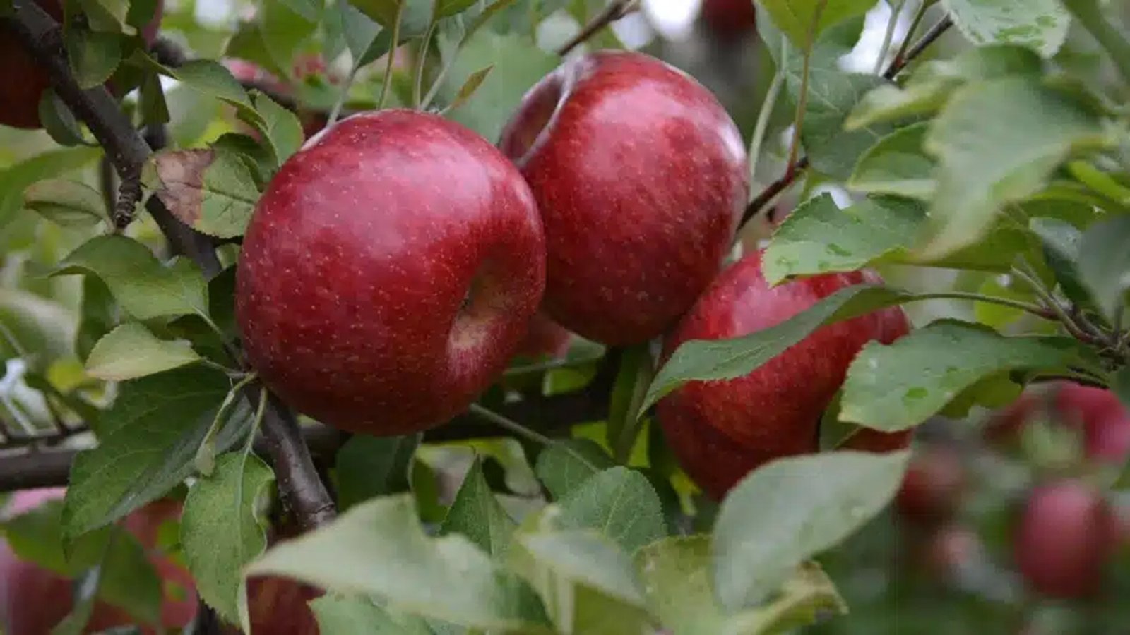 Maçã com casca ou em suco? Nutricionista explica o que muda no organismo 1 maca