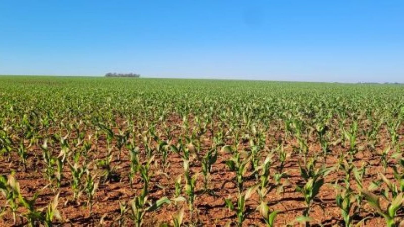 Milho em São Borja: irrigação e planejamento impulsionam nova safra 2 Milho em São Borja: irrigação e planejamento impulsionam nova safra