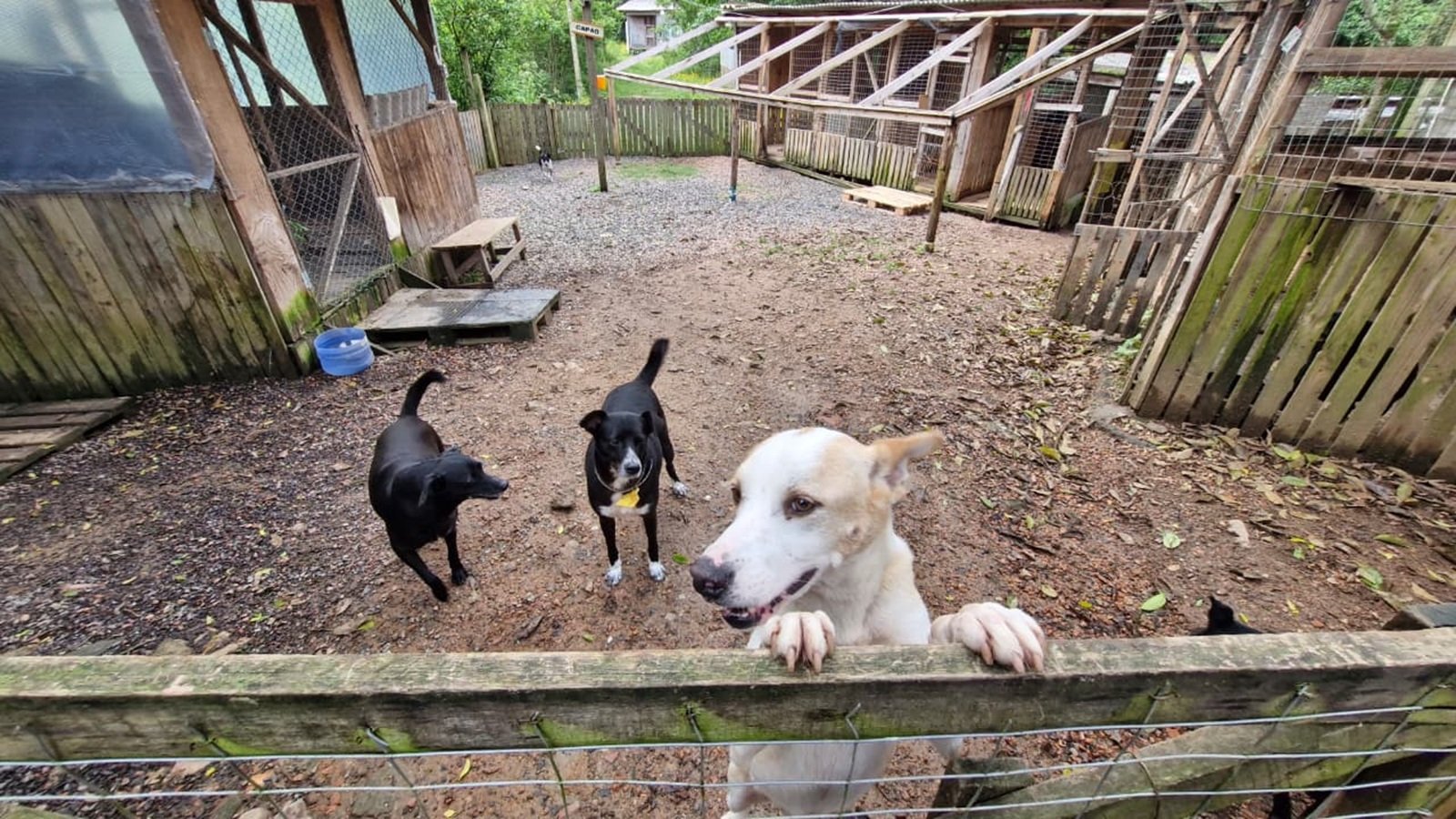Com 350 animais sob seus cuidados, ONG busca apoio para manter abrigo em Viamão